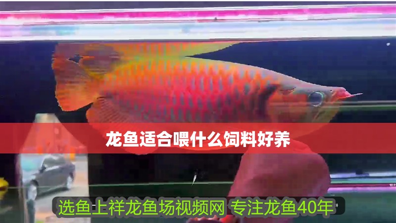 龍魚適合喂什么飼料好養 龍魚適合喂什么飼料好養 龍魚百科