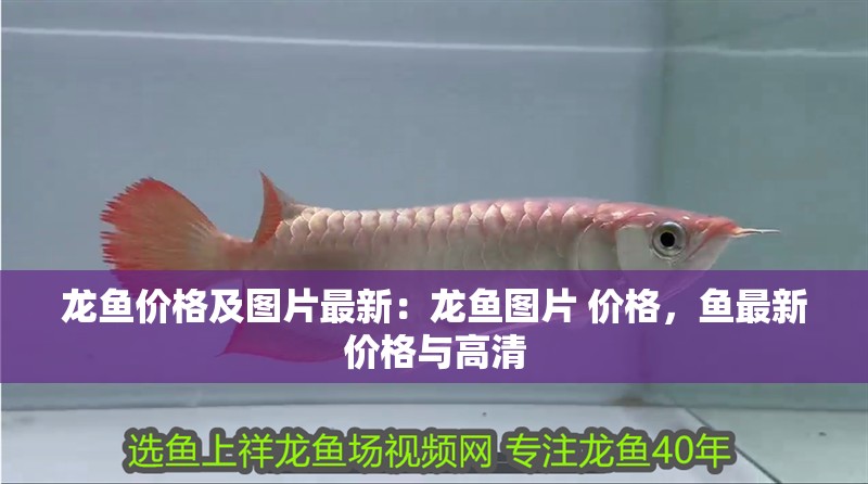 龍魚價(jià)格及圖片最新：龍魚圖片 價(jià)格，魚最新價(jià)格與高清