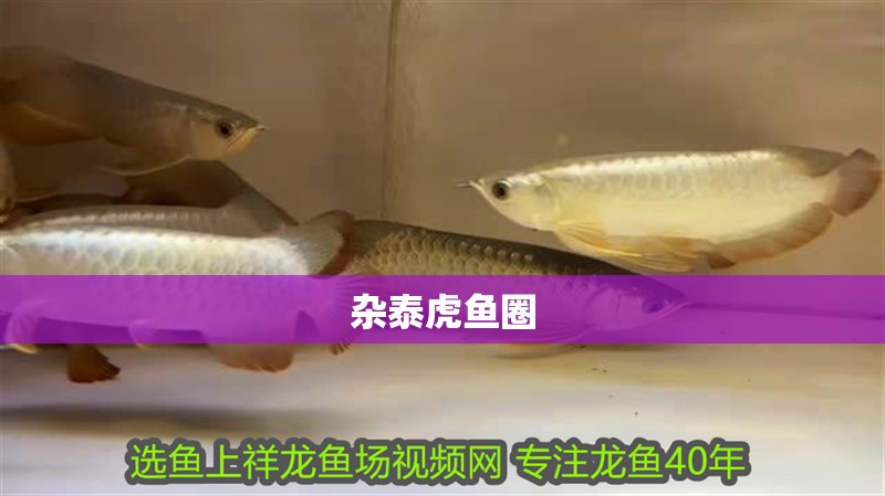 雜泰虎魚圈
