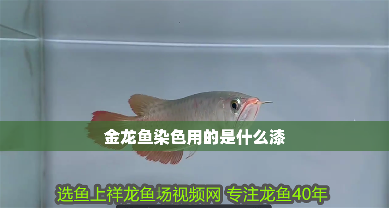 金龍魚染色用的是什么漆 龍魚百科 金龍魚染色用的是什么漆 金龍魚染色用的是什么漆 龍魚百科