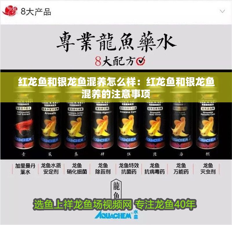 紅龍魚和銀龍魚混養怎么樣：紅龍魚和銀龍魚混養的注意事項