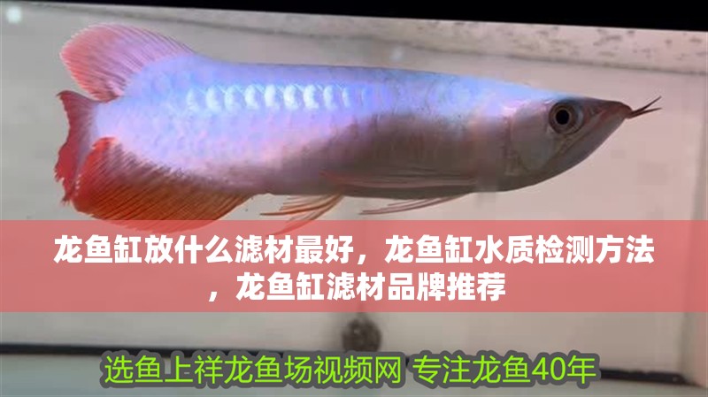 龍魚缸放什么濾材最好，龍魚缸水質檢測方法，龍魚缸濾材品牌推薦