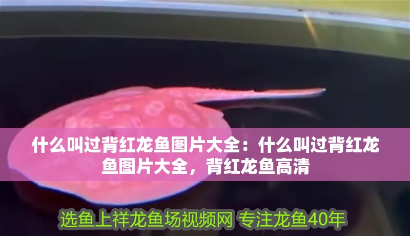 什么叫過背紅龍魚圖片大全：什么叫過背紅龍魚圖片大全，背紅龍魚高清