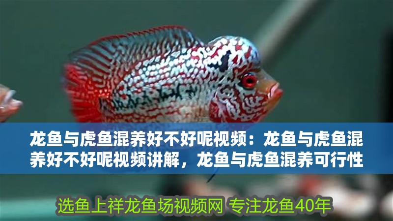 龍魚與虎魚混養(yǎng)好不好呢視頻：龍魚與虎魚混養(yǎng)好不好呢視頻講解，龍魚與虎魚混養(yǎng)可行性全
