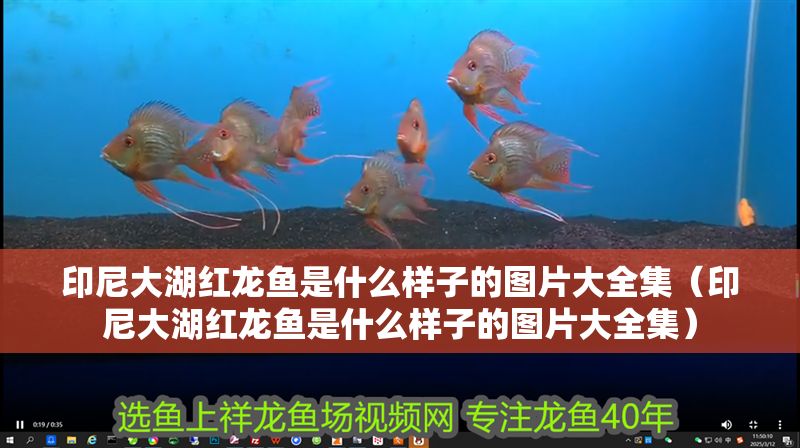 印尼大湖紅龍魚是什么樣子的圖片大全集（印尼大湖紅龍魚是什么樣子的圖片大全集）