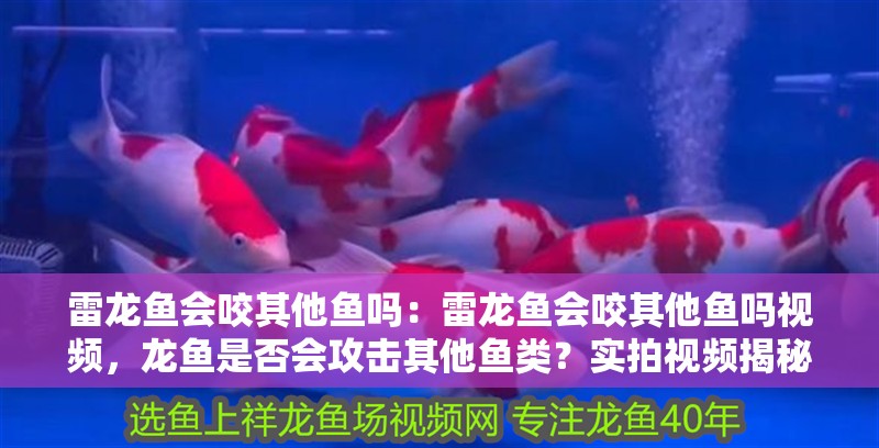 雷龍魚會(huì)咬其他魚嗎：雷龍魚會(huì)咬其他魚嗎視頻，龍魚是否會(huì)攻擊其他魚類？實(shí)拍視頻揭秘其捕食