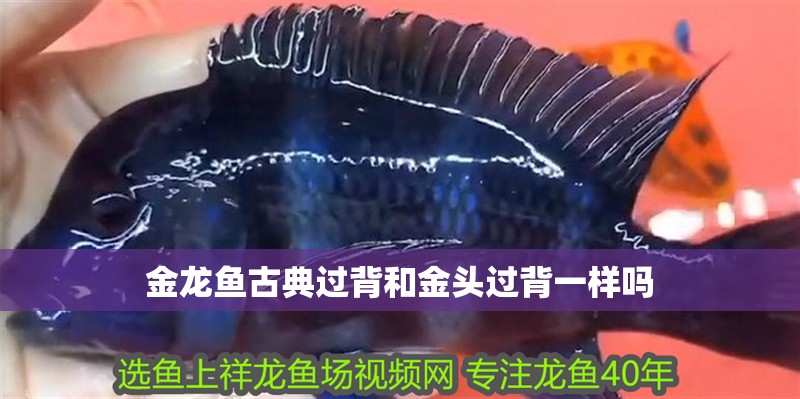 金龍魚古典過背和金頭過背一樣嗎