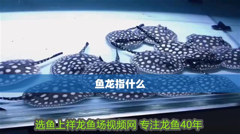 魚龍指什么 龍魚百科 魚龍指什么 魚龍指什么 龍魚百科