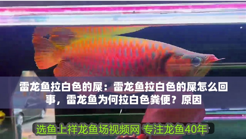 雷龍魚拉白色的屎：雷龍魚拉白色的屎怎么回事，雷龍魚為何拉白色糞便？原因
