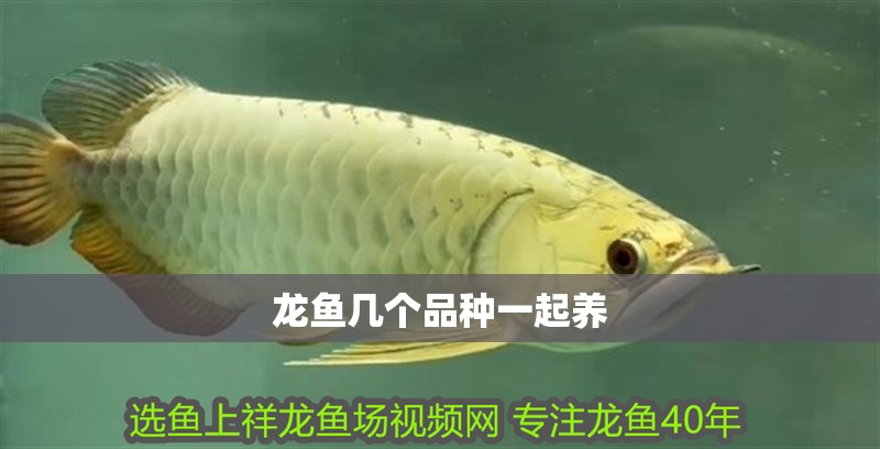 龍魚幾個品種一起養