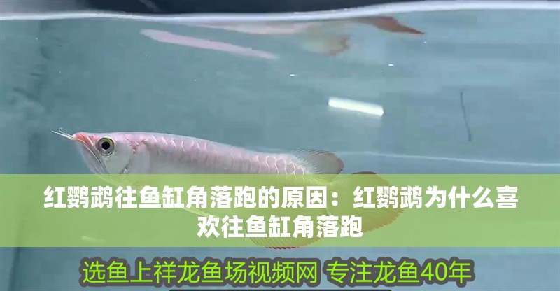 紅鸚鵡往魚缸角落跑的原因：紅鸚鵡為什么喜歡往魚缸角落跑