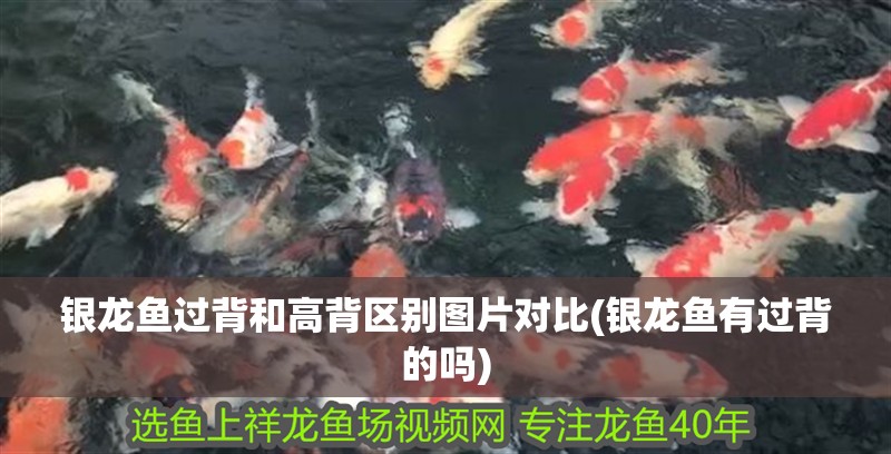銀龍魚過背和高背區(qū)別圖片對(duì)比(銀龍魚有過背的嗎)