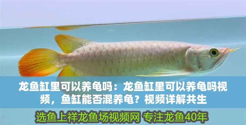 龍魚缸里可以養龜嗎:龍魚缸里可以養龜嗎視頻,魚缸能否混養龜?視頻詳解共生 水族問答 龍魚缸里可以養龜嗎:龍魚缸里可以養龜嗎視頻,魚缸能否混養龜?視頻詳解共生 龍魚缸里可以養龜嗎:龍魚缸里可以養龜嗎視頻,魚缸能否混養龜?視頻詳解共生 水族問答