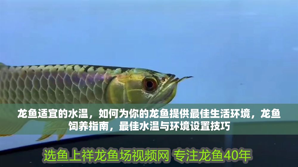 詳細閱讀:龍魚適宜的水溫,如何為你的龍魚提供最佳生活環境,龍魚飼養指南,最佳水溫與環境設置技巧 龍魚適宜的水溫,如何為你的龍魚提供最佳生活環境,龍魚飼養指南,最佳水溫與環境設置技巧