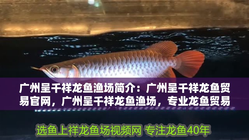 廣州呈千祥龍魚漁場(chǎng)簡介：廣州呈千祥龍魚貿(mào)易官網(wǎng)，廣州呈千祥龍魚漁場(chǎng)，專業(yè)龍魚貿(mào)易官網(wǎng) 廣州呈千祥龍魚漁場(chǎng)簡介：廣州呈千祥龍魚貿(mào)易官網(wǎng)，廣州呈千祥龍魚漁場(chǎng)，專業(yè)龍魚貿(mào)易官網(wǎng) 水族問答