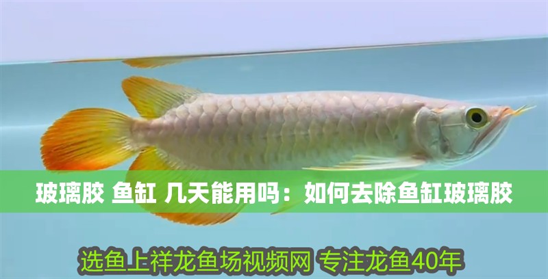 玻璃膠 魚(yú)缸 幾天能用嗎：如何去除魚(yú)缸玻璃膠