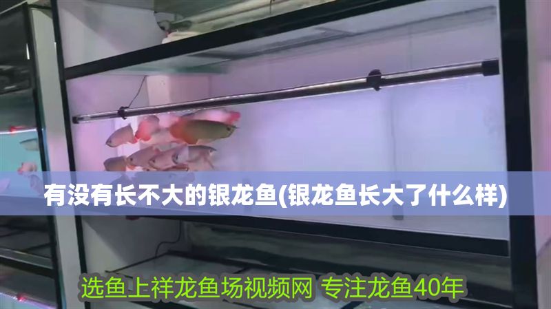 有沒有長不大的銀龍魚(銀龍魚長大了什么樣)