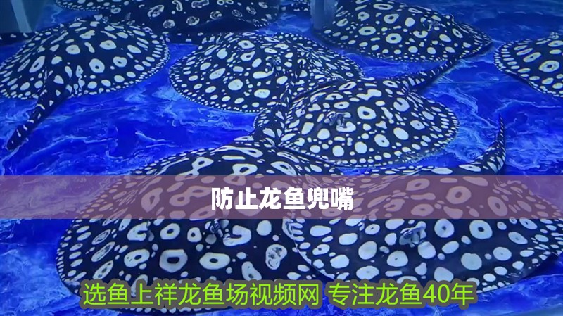 防止龍魚(yú)兜嘴