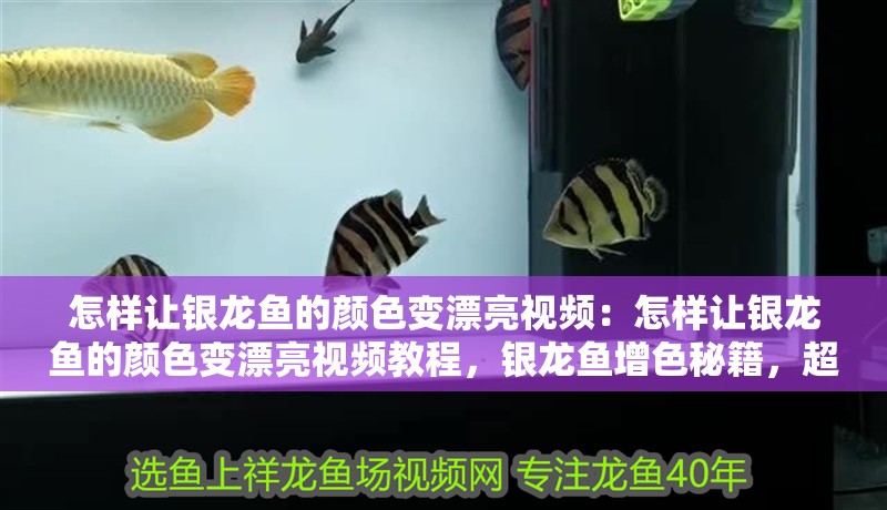 怎樣讓銀龍魚的顏色變漂亮視頻：怎樣讓銀龍魚的顏色變漂亮視頻教程，銀龍魚增色秘籍，超詳細視頻教程讓愛魚
