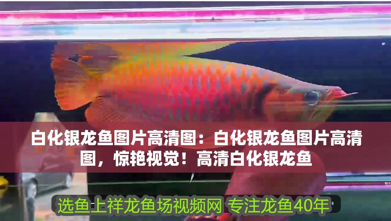 白化銀龍魚圖片高清圖：白化銀龍魚圖片高清圖，驚艷視覺！高清白化銀龍魚