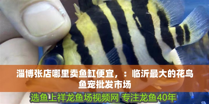 淄博張店哪里賣魚缸便宜，：臨沂最大的花鳥魚寵批發(fā)市場