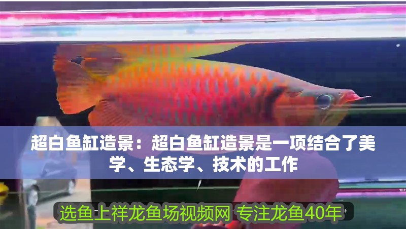 超白魚缸造景：超白魚缸造景是一項結合了美學、生態學、技術的工作