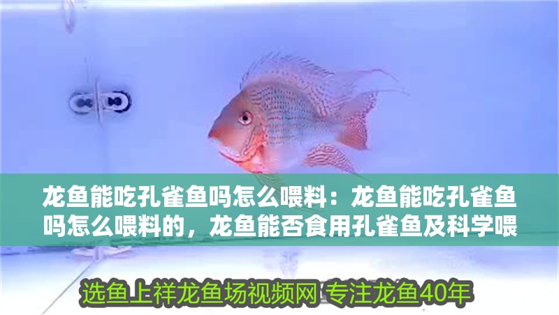 龍魚能吃孔雀魚嗎怎么喂料：龍魚能吃孔雀魚嗎怎么喂料的，龍魚能否食用孔雀魚及科學(xué)喂 龍魚能吃孔雀魚嗎怎么喂料：龍魚能吃孔雀魚嗎怎么喂料的，龍魚能否食用孔雀魚及科學(xué)喂 水族問答