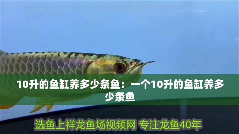 10升的魚缸養多少條魚：一個10升的魚缸養多少條魚