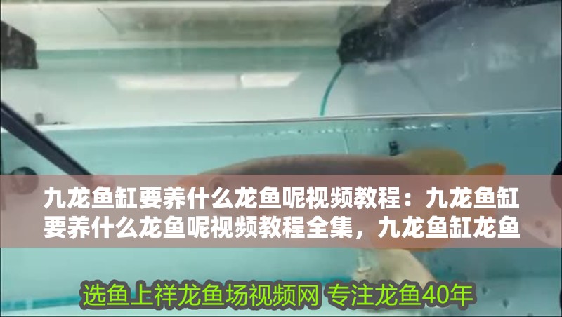 九龍魚缸要養什么龍魚呢視頻教程：九龍魚缸要養什么龍魚呢視頻教程全集，九龍魚缸龍魚飼養全攻略視頻教程