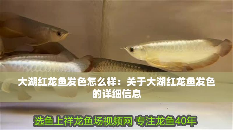 大湖紅龍魚發色怎么樣：關于大湖紅龍魚發色的詳細信息 大湖紅龍魚發色怎么樣：關于大湖紅龍魚發色的詳細信息 大湖紅龍魚百科 第1張
