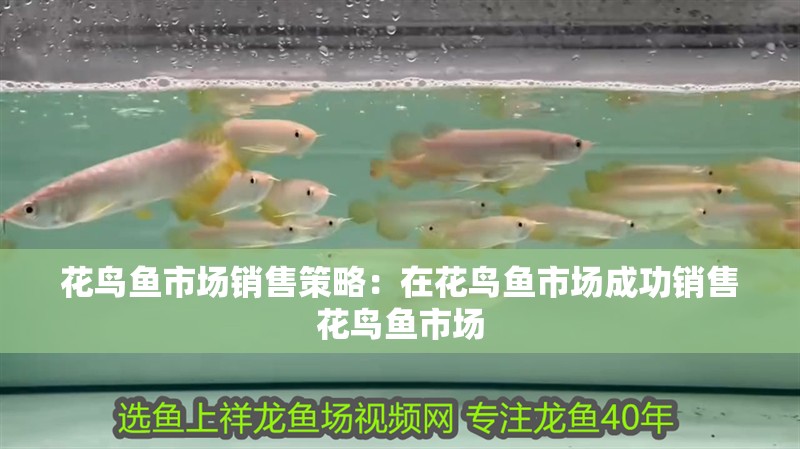 龍魚干蝦有營養嗎 花鳥魚市場銷售策略:在花鳥魚市場成功銷售花鳥魚市場 魚缸百科 花鳥魚市場銷售策略:在花鳥魚市場成功銷售花鳥魚市場 花鳥魚市場銷售策略:在花鳥魚市場成功銷售花鳥魚市場 魚缸百科