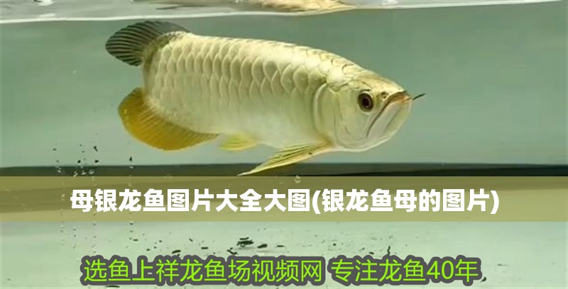母銀龍魚圖片大全大圖(銀龍魚母的圖片)