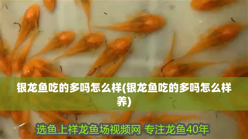 銀龍魚吃的多嗎怎么樣(銀龍魚吃的多嗎怎么樣養)