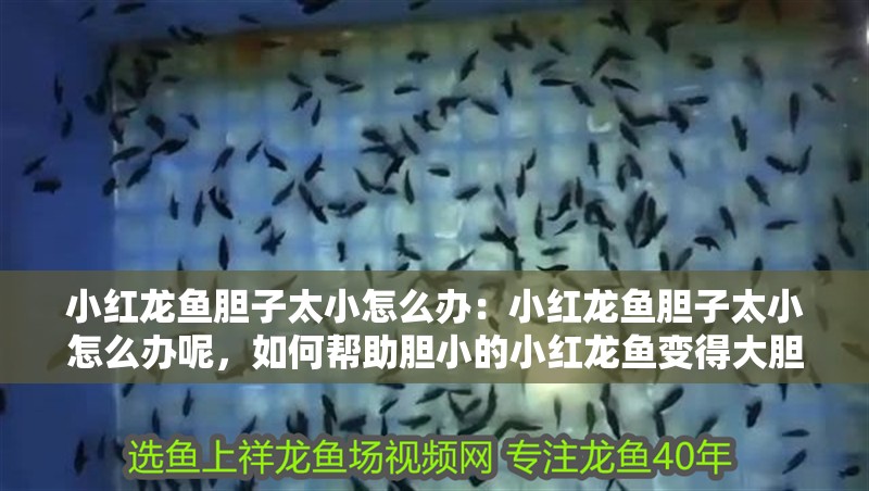 小紅龍魚膽子太小怎么辦：小紅龍魚膽子太小怎么辦呢，如何幫助膽小的小紅龍魚變得大膽