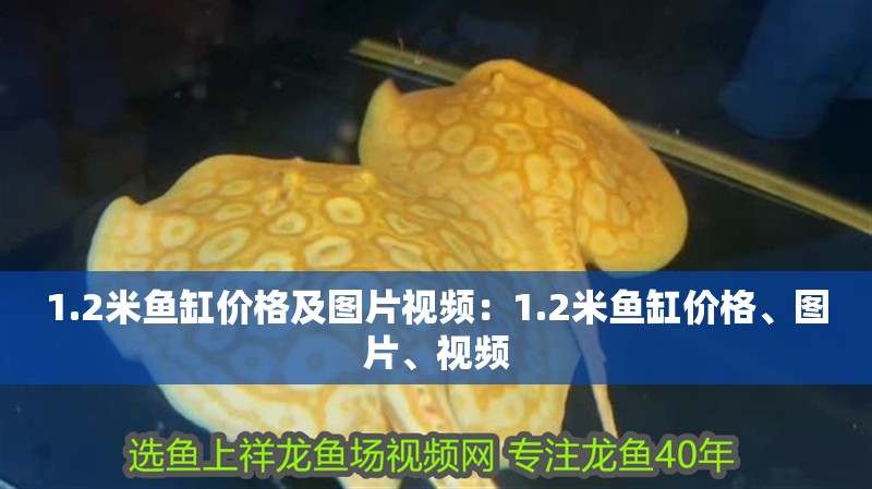 1.2米魚缸價格及圖片視頻：1.2米魚缸價格、圖片、視頻