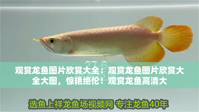 觀賞龍魚圖片欣賞大全：觀賞龍魚圖片欣賞大全大圖，驚艷絕倫！觀賞龍魚高清大