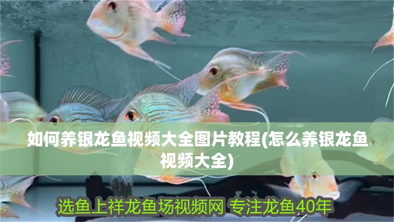 如何養(yǎng)銀龍魚視頻大全圖片教程(怎么養(yǎng)銀龍魚視頻大全) 如何養(yǎng)銀龍魚視頻大全圖片教程(怎么養(yǎng)銀龍魚視頻大全) 銀龍魚百科