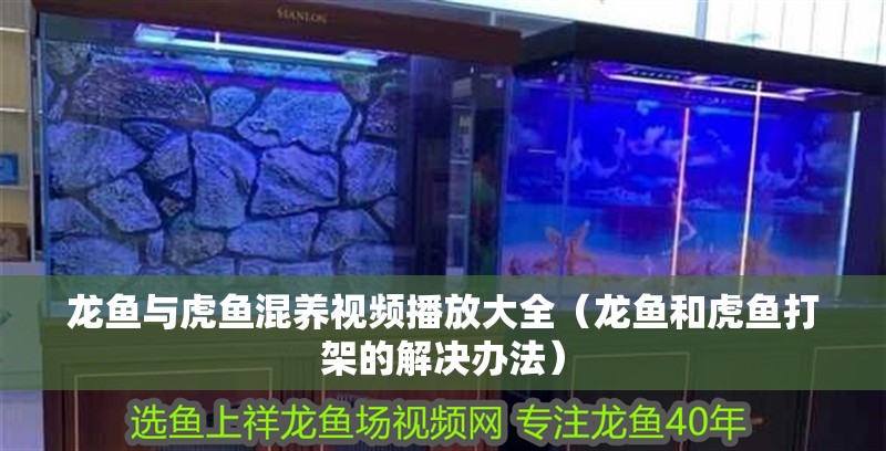 龍魚與虎魚混養視頻播放大全（龍魚和虎魚打架的解決辦法）