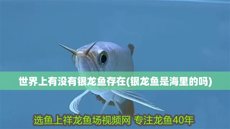 世界上有沒有銀龍魚存在(銀龍魚是海里的嗎)