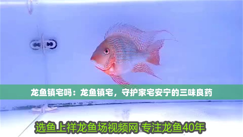 龍魚鎮(zhèn)宅嗎：龍魚鎮(zhèn)宅，守護(hù)家宅安寧的三味良藥