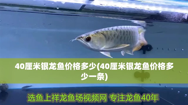 40厘米銀龍魚價格多少(40厘米銀龍魚價格多少一條)