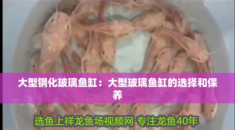 大型鋼化玻璃魚缸：大型玻璃魚缸的選擇和保養(yǎng)