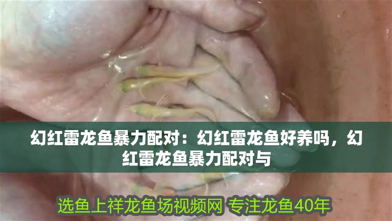 幻紅雷龍魚暴力配對(duì)：幻紅雷龍魚好養(yǎng)嗎，幻紅雷龍魚暴力配對(duì)與