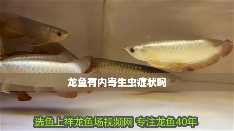 龍魚有內寄生蟲癥狀嗎