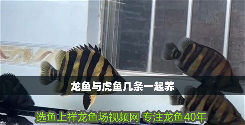 龍魚與虎魚幾條一起養 龍魚與虎魚幾條一起養 龍魚百科