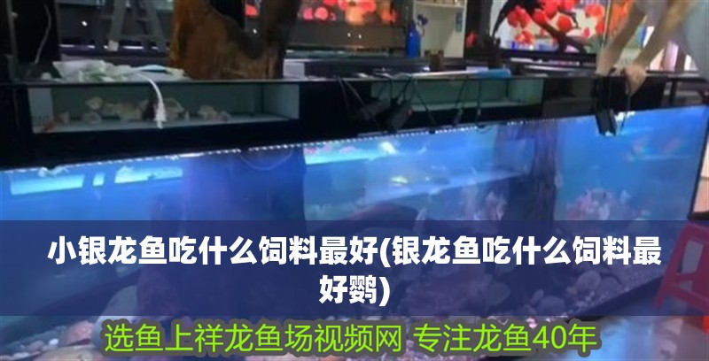 小銀龍魚吃什么飼料最好(銀龍魚吃什么飼料最好鸚)