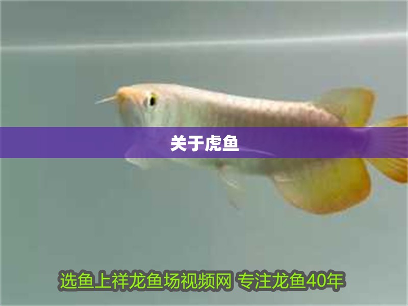 關于虎魚