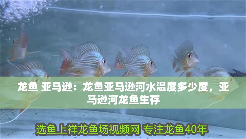 龍魚 亞馬遜：龍魚亞馬遜河水溫度多少度，亞馬遜河龍魚生存