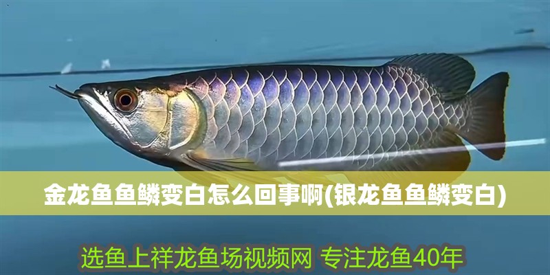 金龍魚魚鱗變白怎么回事啊(銀龍魚魚鱗變白) 金龍魚魚鱗變白怎么回事啊(銀龍魚魚鱗變白) 銀龍魚百科