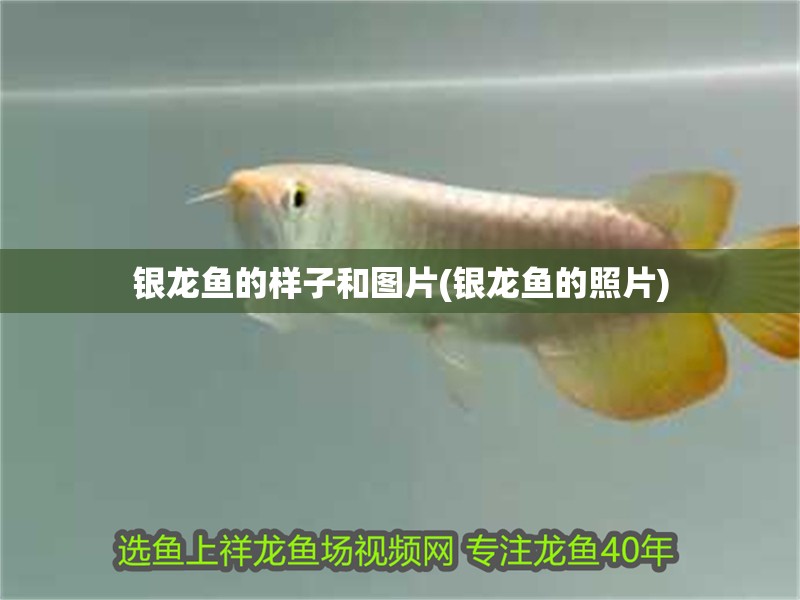 銀龍魚的樣子和圖片(銀龍魚的照片) 銀龍魚的樣子和圖片(銀龍魚的照片) 銀龍魚百科